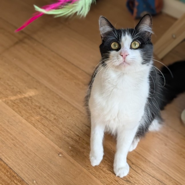Photo of Rex