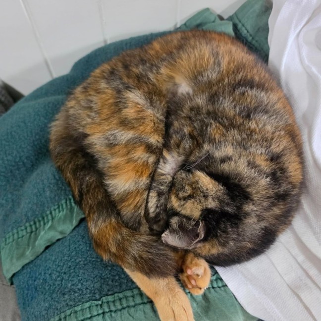 Photo of Briar