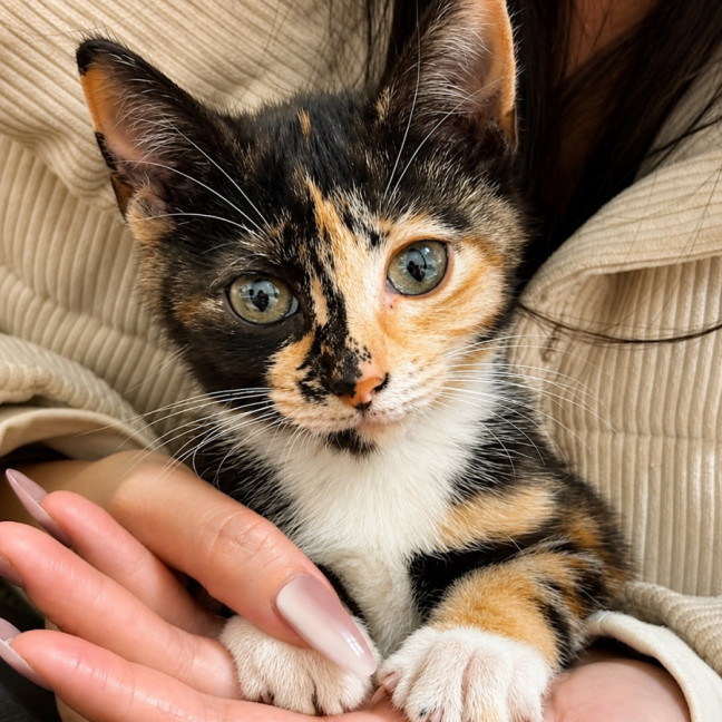 Photo of Pixel