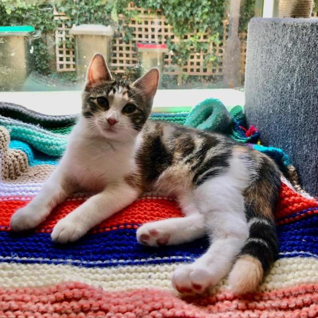 Photo of Haya & Sama