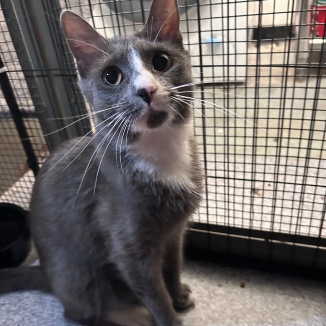 Photo of Rebel Whopper 🍔 🍟 🥤 