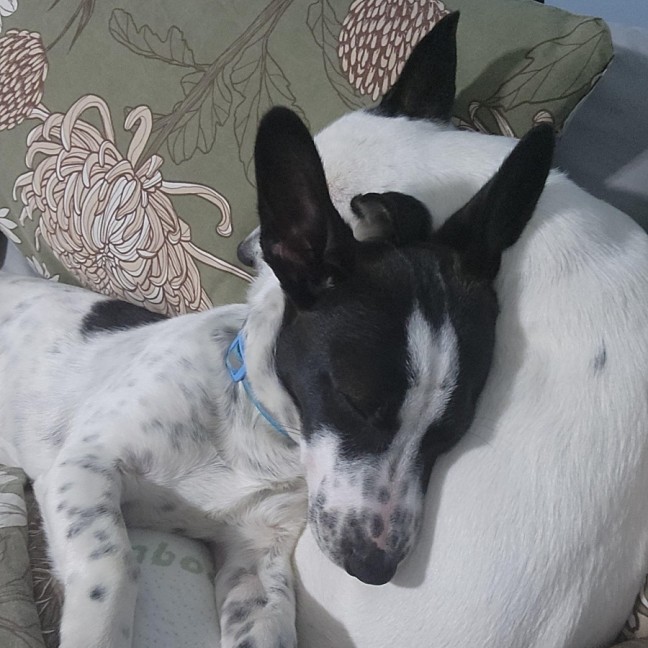 Photo of Colin   6 Month Old Dachshund X Foxie