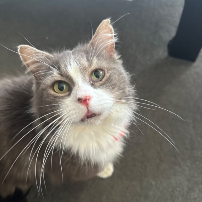 Photo of Mr Fluffaluffagus