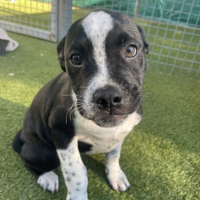 Photo of D1191 Delilah