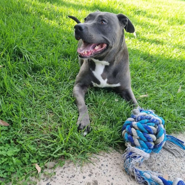 Photo of Raider