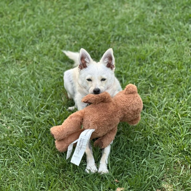 Photo of Fitzroy*** 6kg Bundle Of Love