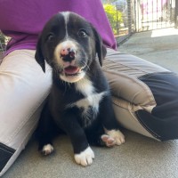 Photo of D1262 Razza