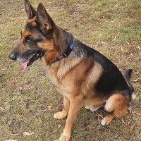 Photo of Enzo
