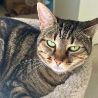 Photo of Frieda **2nd Chance Cat Rescue**