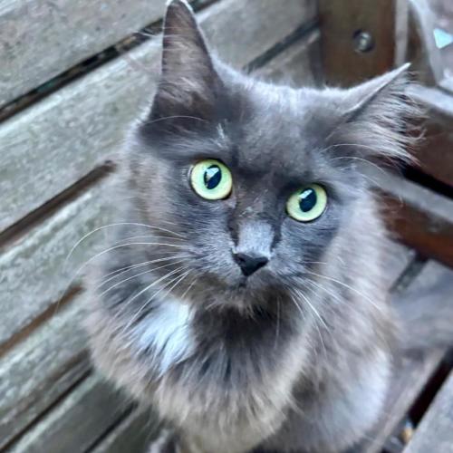 Esmerelda - Domestic Long Hair (DLH) Cat