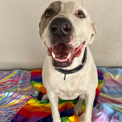 Johnnie  - Mixed breed Dog