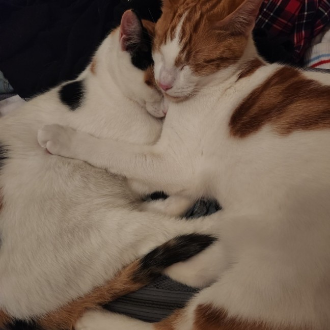 Photo of Berlioz And Aurora