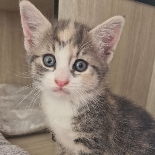 Photo of C1509 Alexis