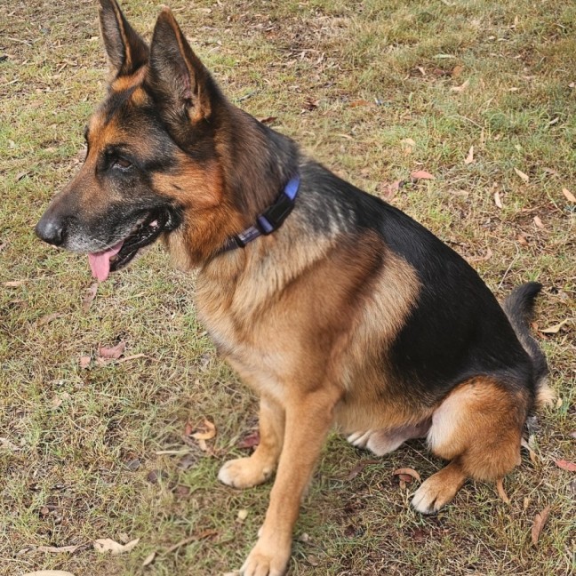 Photo of Enzo