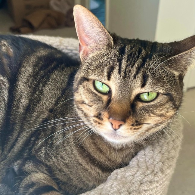 Photo of Frieda **2nd Chance Cat Rescue**