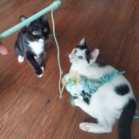 Photo of  Iris & Blossom