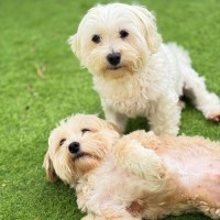 Photo of Bonnie & Josie
