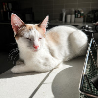 Photo of Lumi