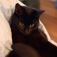 Photo of Stella