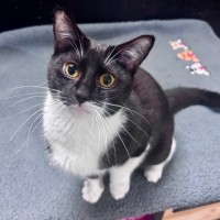 Photo of Sweetie Pie