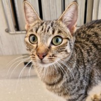 Photo of C1481 Odette