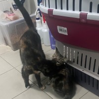 Photo of Ambessa **2nd Chance Cat Rescue**