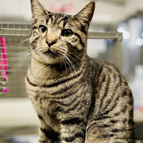 Blinky - Domestic Short Hair (DSH) Cat