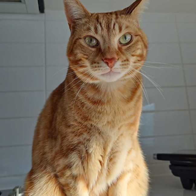 Photo of Zoe & Simba