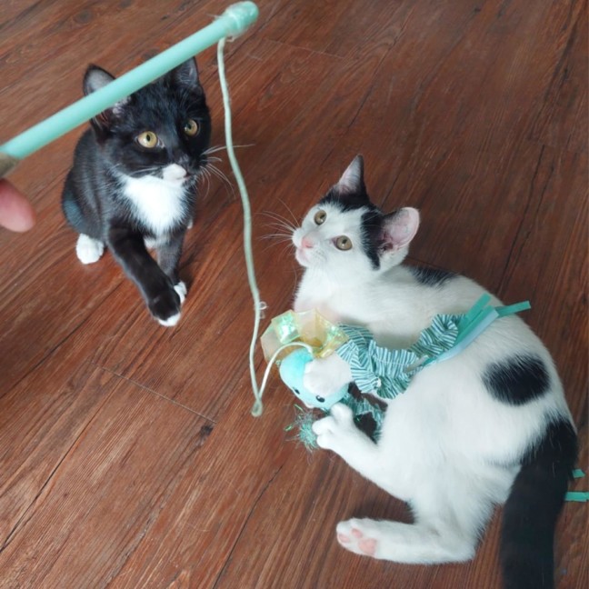 Photo of  Iris & Blossom