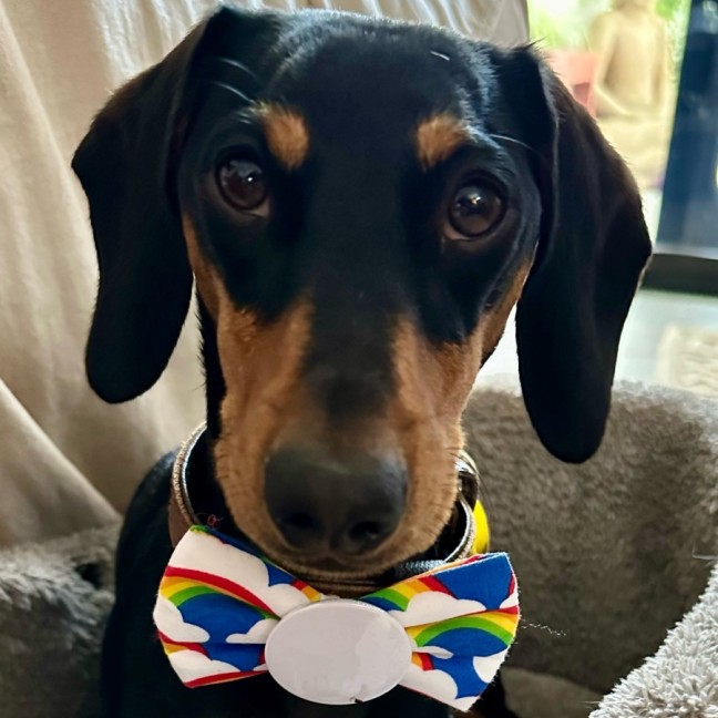 Photo of Lola And Banksy