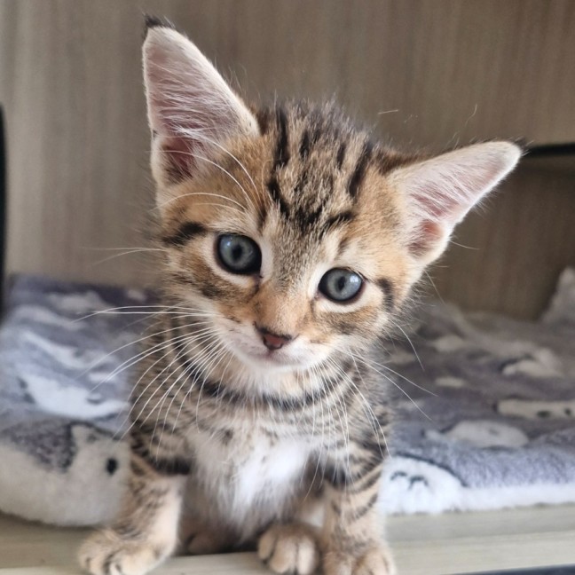 Photo of C1510 Stevie