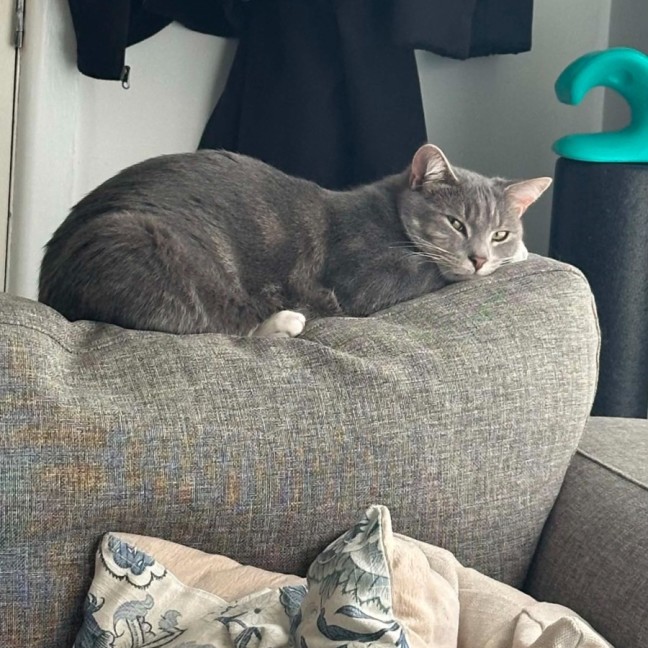 Photo of Louis **2nd Chance Cat Rescue**