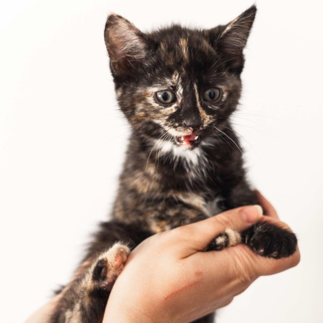 Photo of Hazel & Willow