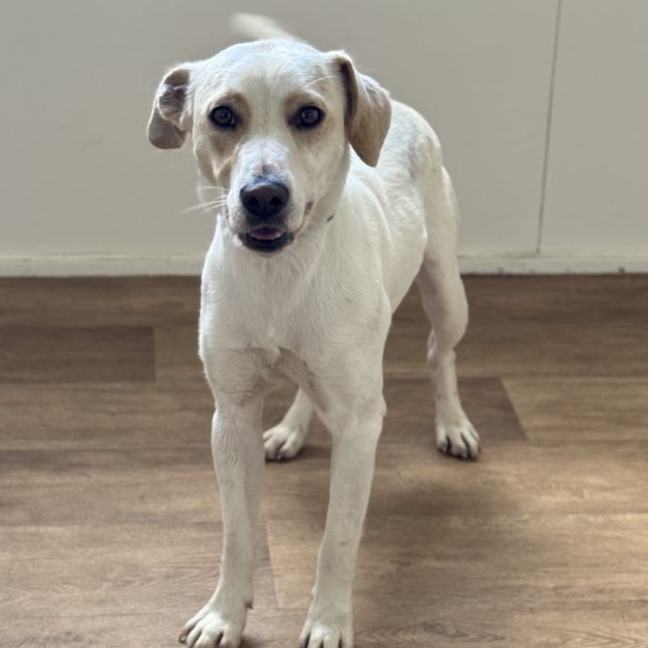 Photo of Cj (Captain Jack)