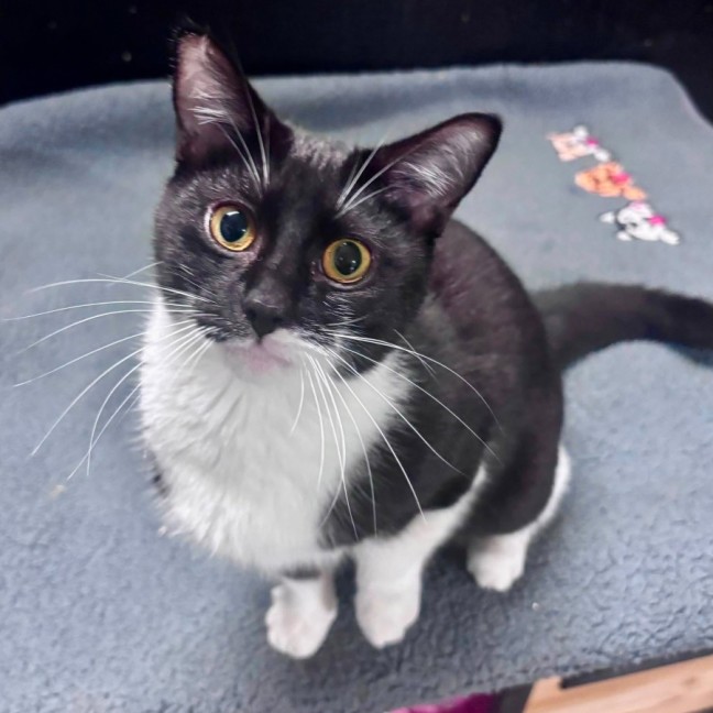 Photo of Sweetie Pie