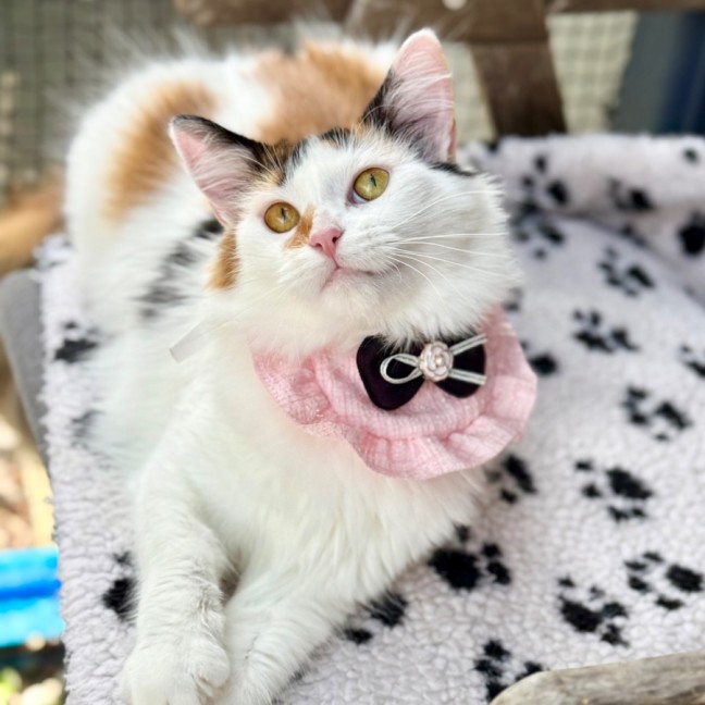 Photo of Miss Lizzie