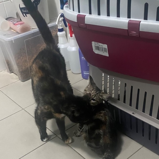 Photo of Ambessa **2nd Chance Cat Rescue**