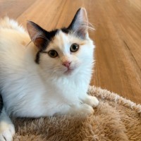 Photo of Scout