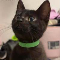Photo of Emerald