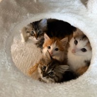 Photo of Ricky Meowtin