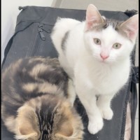 Photo of Bookitty