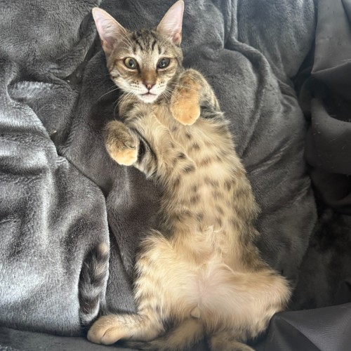 Amber - Domestic Short Hair (DSH) Cat