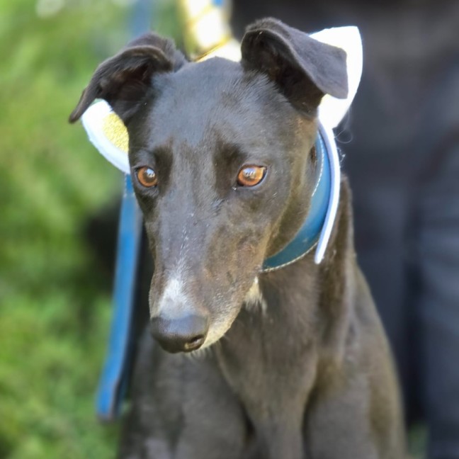 Photo of Rocking Gizmo