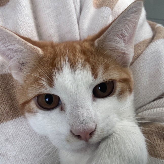 Photo of 🧡Arisaka🧡