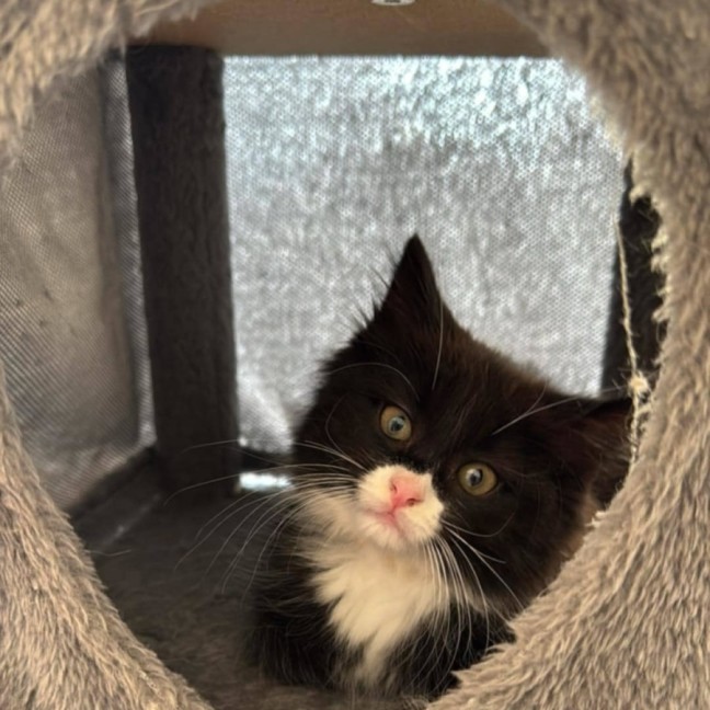 Photo of Bean
