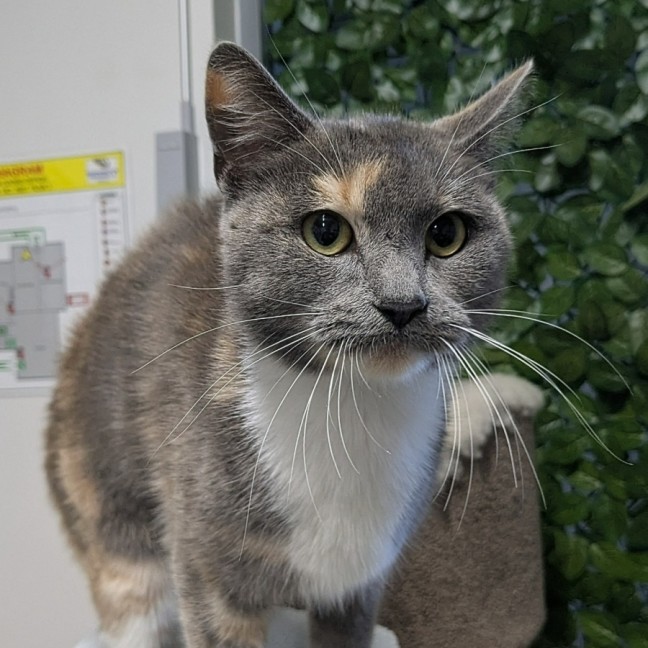 Photo of 💞Saoirse 6071 💞