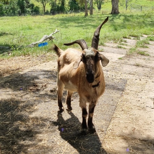Photo of Goats   Separate Or Rehome Together