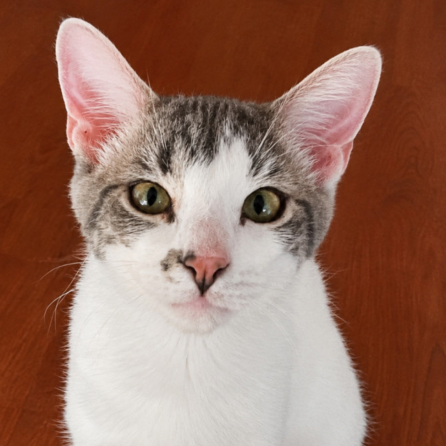 Photo of Oliver