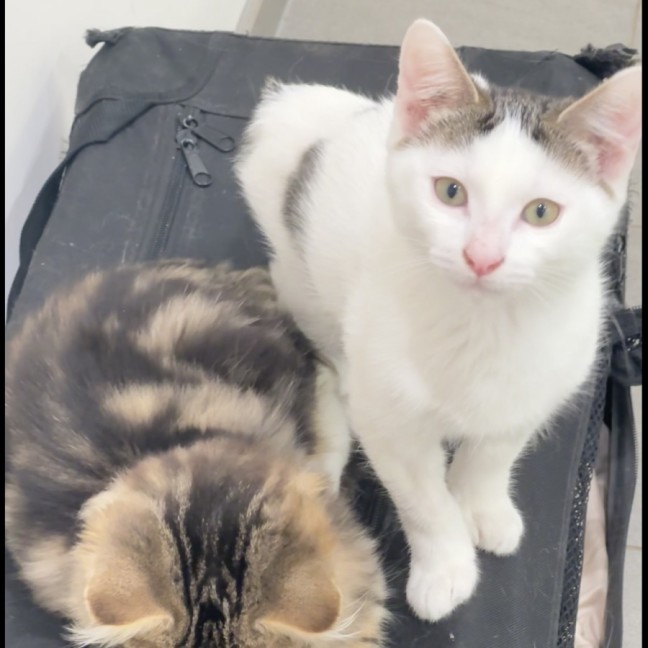 Photo of Bookitty