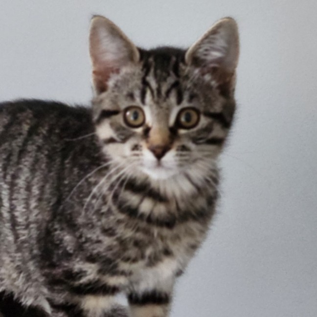Photo of Ruby ^^Dandy Cat Rescue^^
